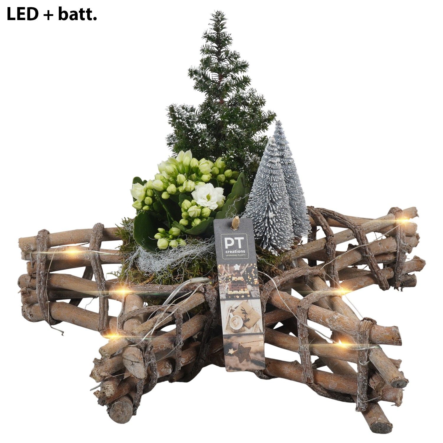 PTCHW4340 Arrangement Christmas White in houten ster, D 33 cm