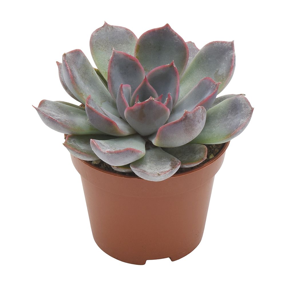 Echeveria Summer, D 6 cm