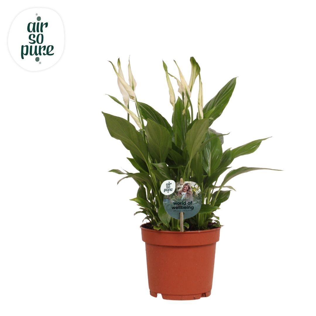 Spathiphyllum 13 cm Bellini Air so Pure - WOW etiket, D 13