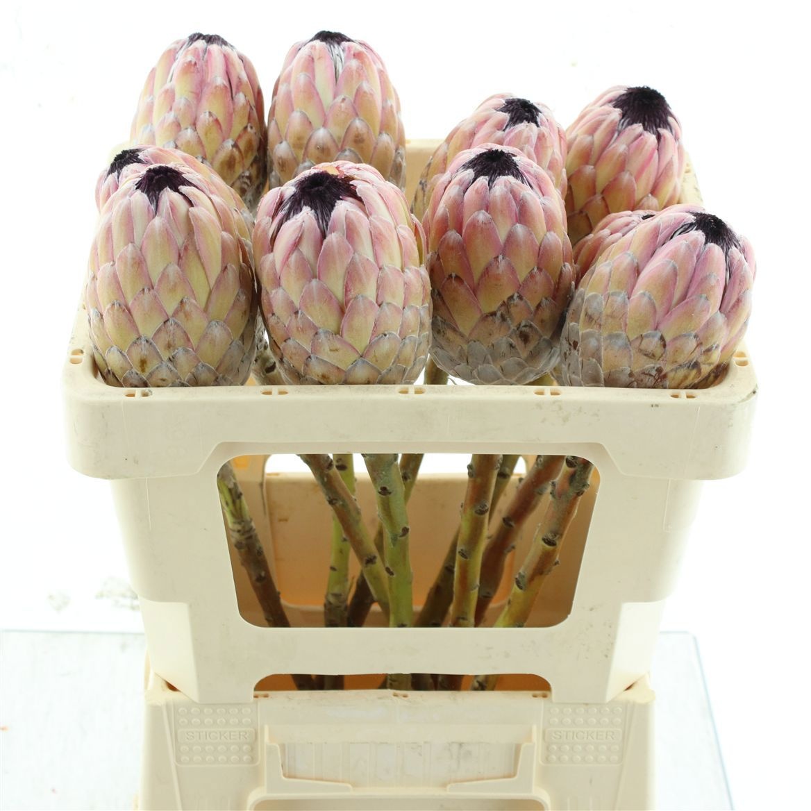 Протея Сусара 50, шт.