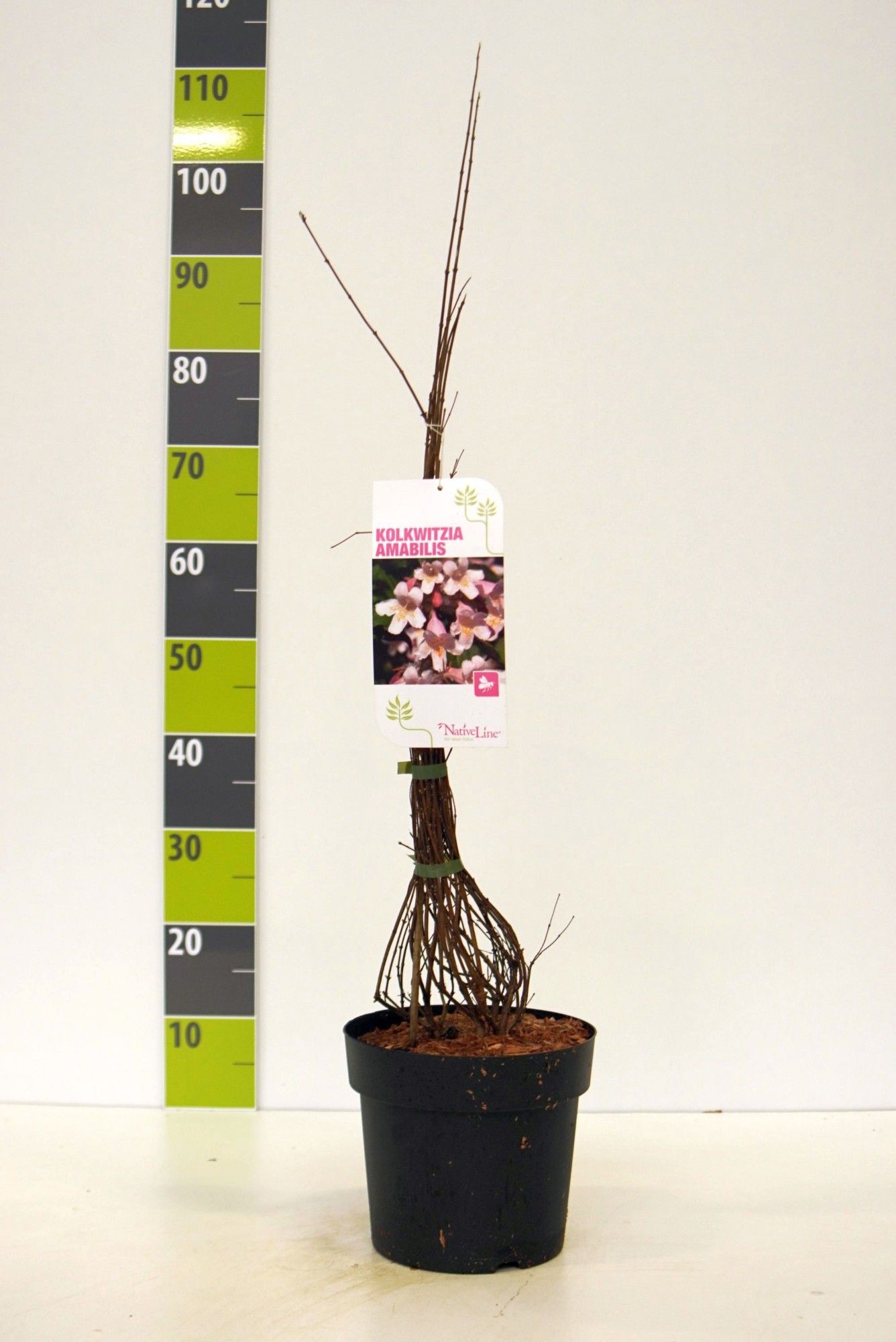 Kolkwitzia amabilis C 4,6, D 23