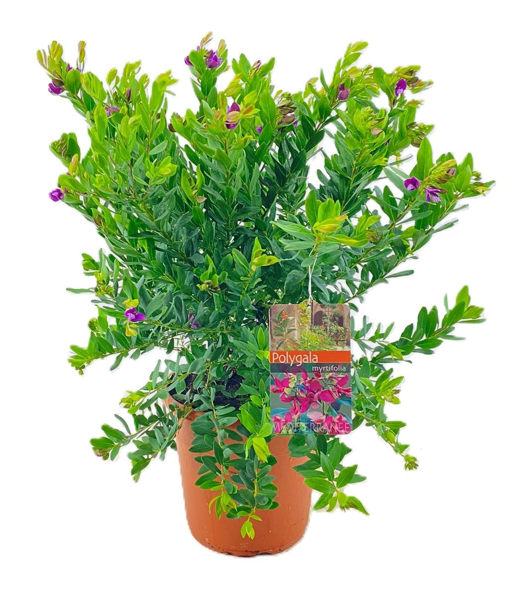 Polygala myrtifolia, D 27