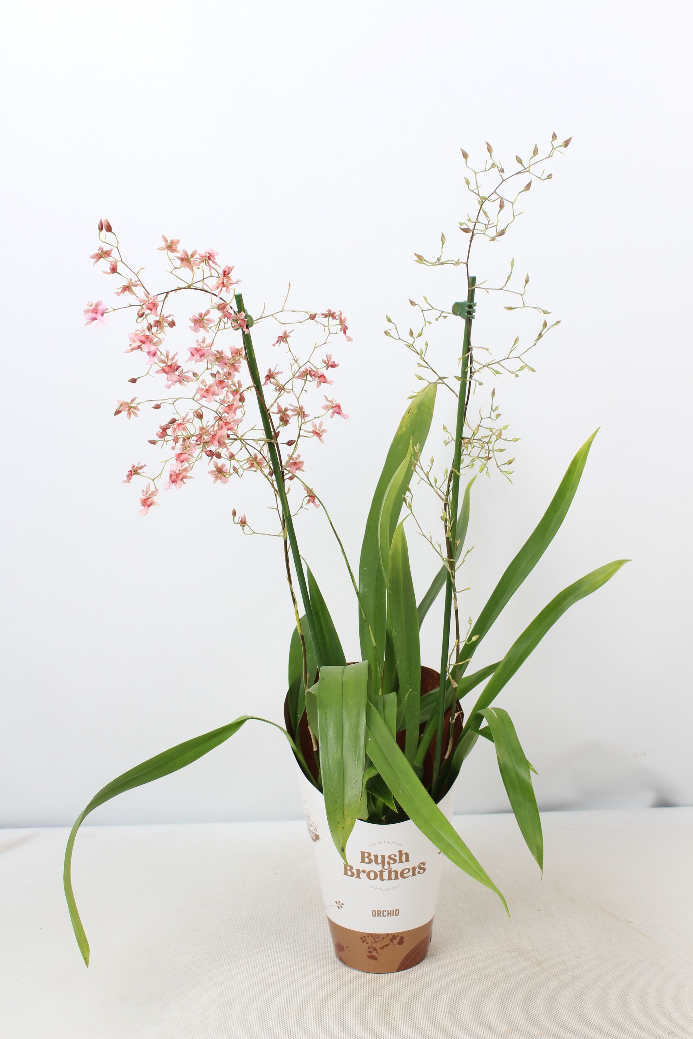 Oncidium Rosy Sunset 2 tak 12 cm, D 12 cm