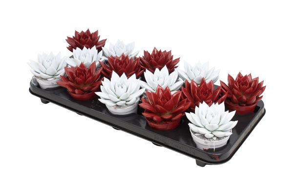 Miranda coloured red & white mix, D 8,5