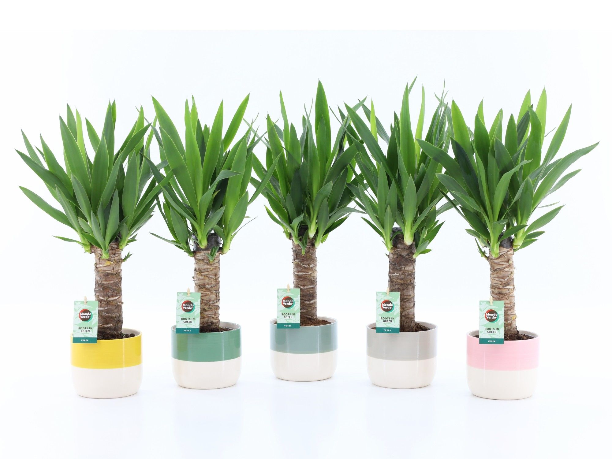 Yucca 25cm Hout - 3+ kop in Two Tone keramiek, D 13