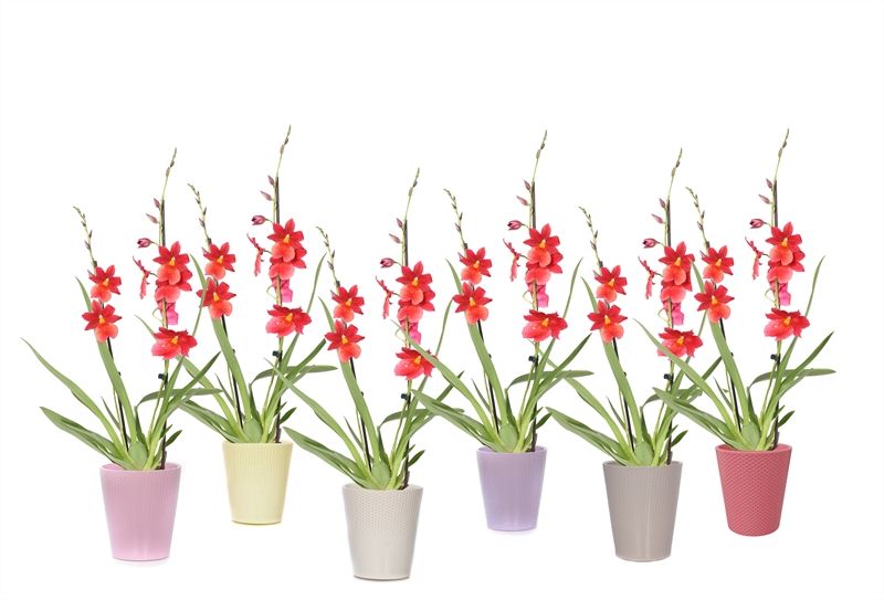 Zoe p12 dots mix Cambria Nelly Isler 2T16+, D 12 cm