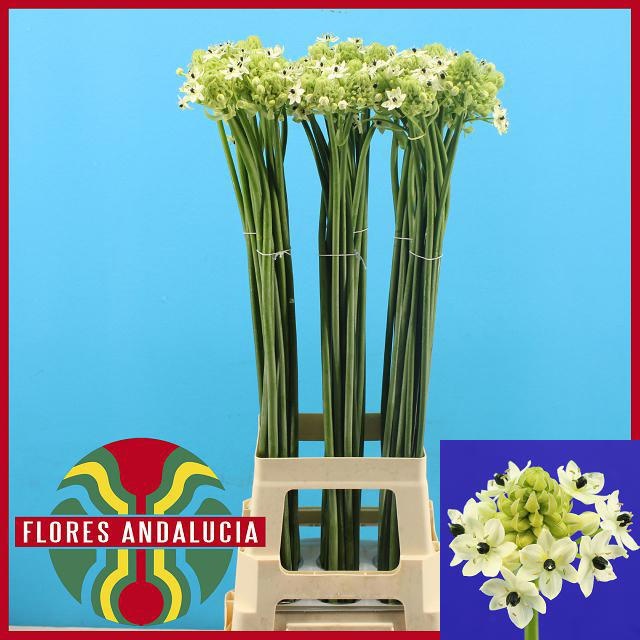 Орнитогалум Сандерс 90, шт.