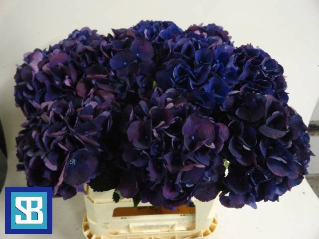 Гортензия Роял Кинг 80, шт.