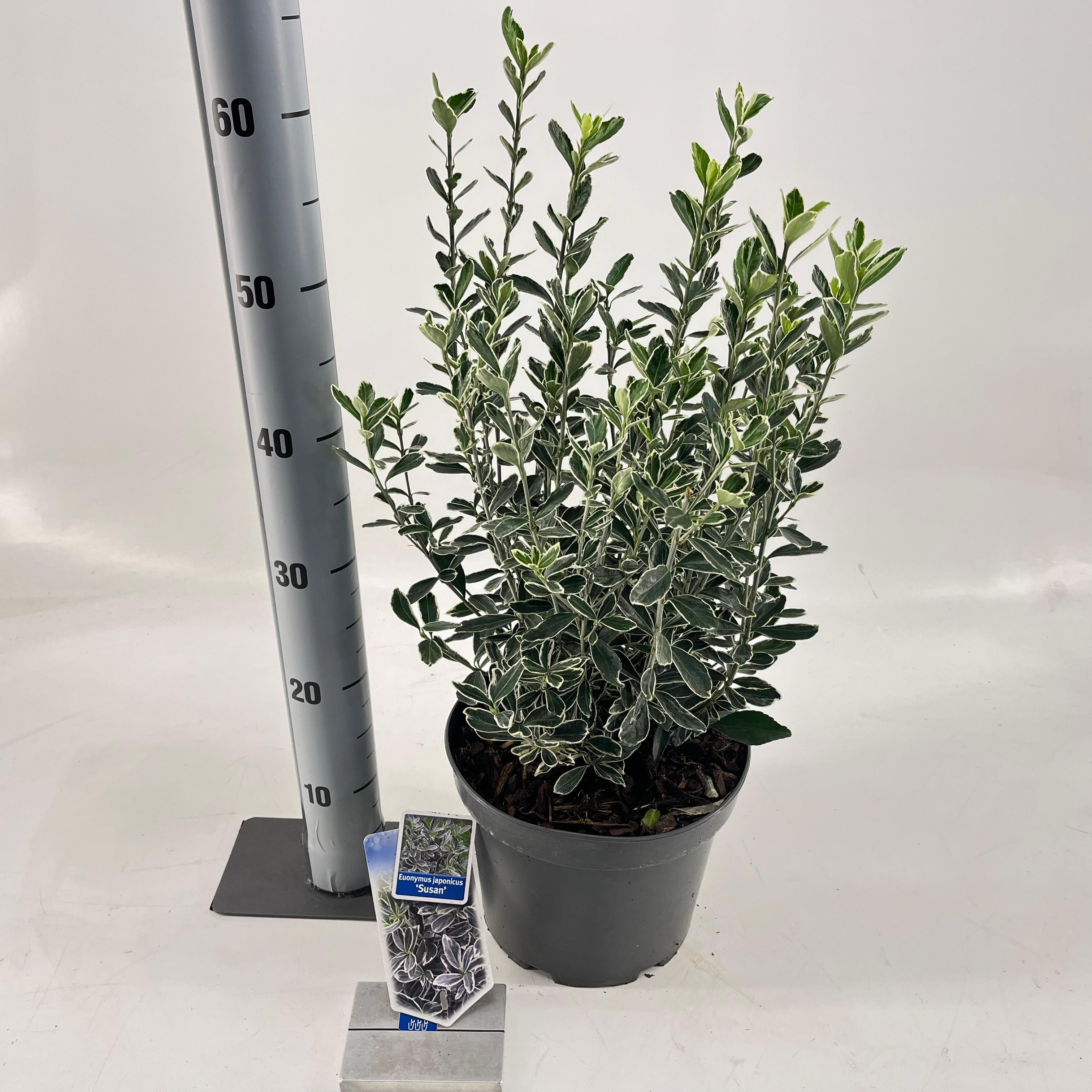 Euonymus jap. 'Susan', D 23