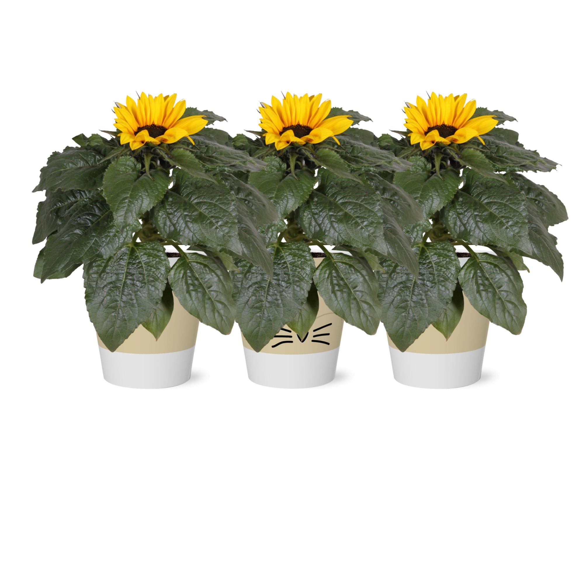 Helianthus 'Sunsation' in SmartCup "Tommy", D 12