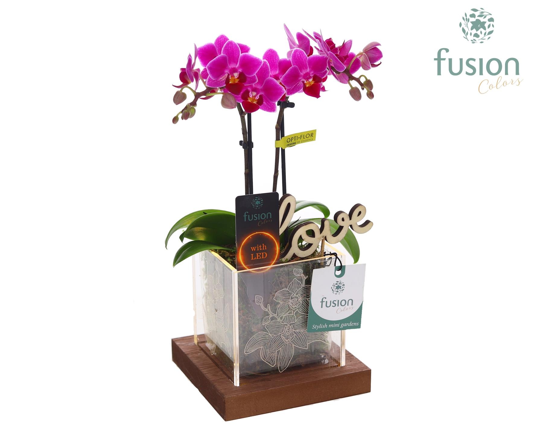 Acryl bakje LED met Phalaenopsis Love, D 12