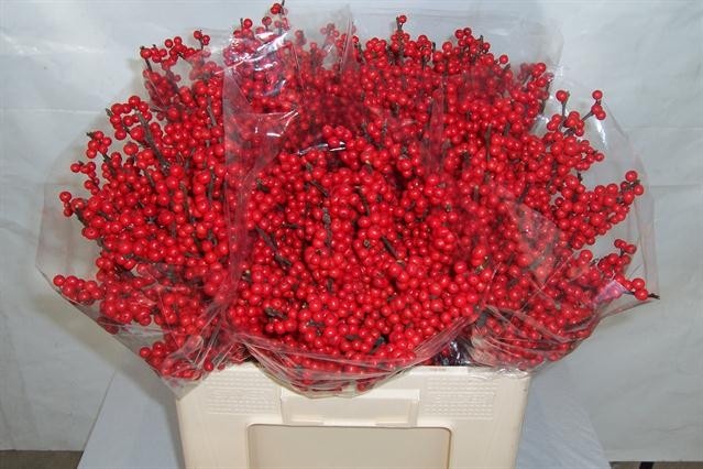 Илекс Красные ягоды 60, шт.