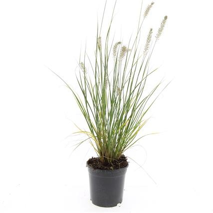 Pennisetum al. 'Hameln', D 14 cm