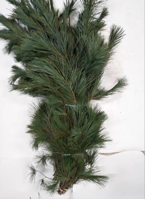 Пинус Стробус за пучок 100, пуч.