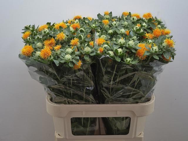 Картамус Занзибар 80 (оранж.), шт.