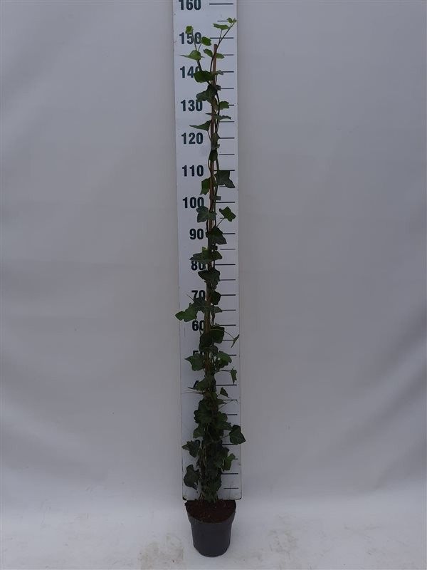 Hedera hibernica 125-150 cm, C2, D 17