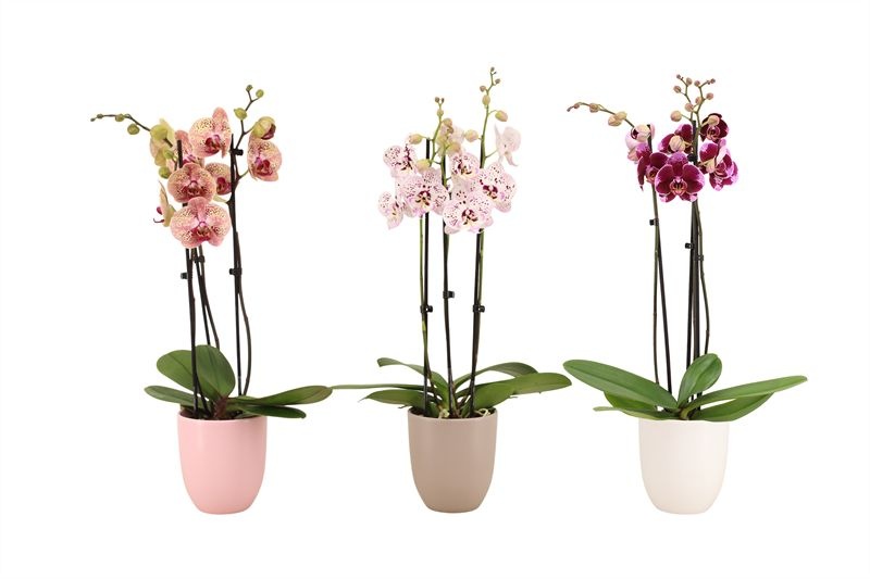 Hugo p12 mix hotel Phal mix 3T18+, D 12 cm