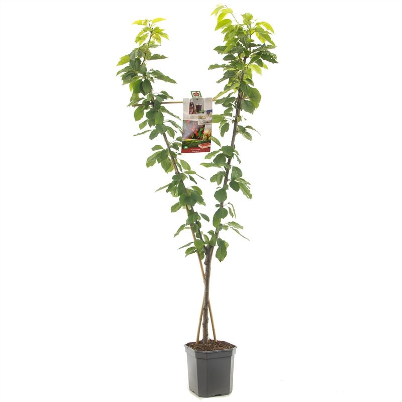 Prunus avium Duo-kers VERS GEPOT, V-Vorm kers, D 24