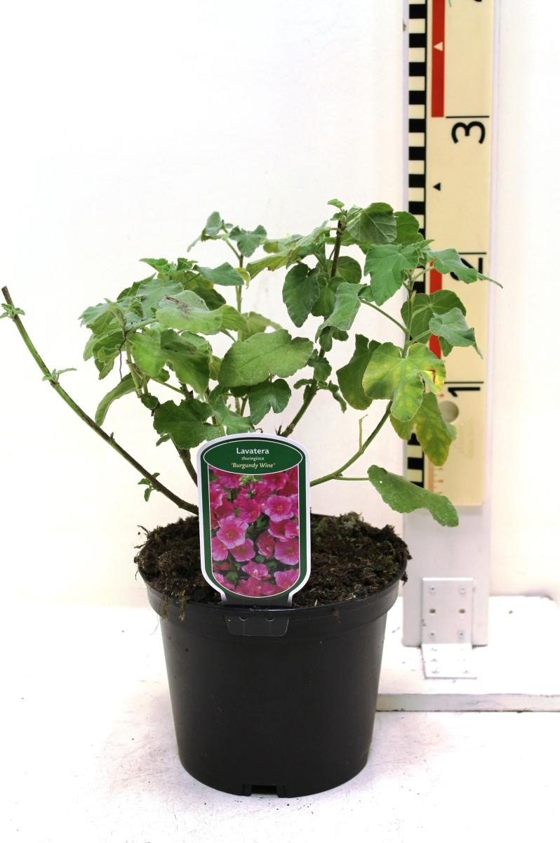 Lavatera 'Burgundy Wine', D 19 cm