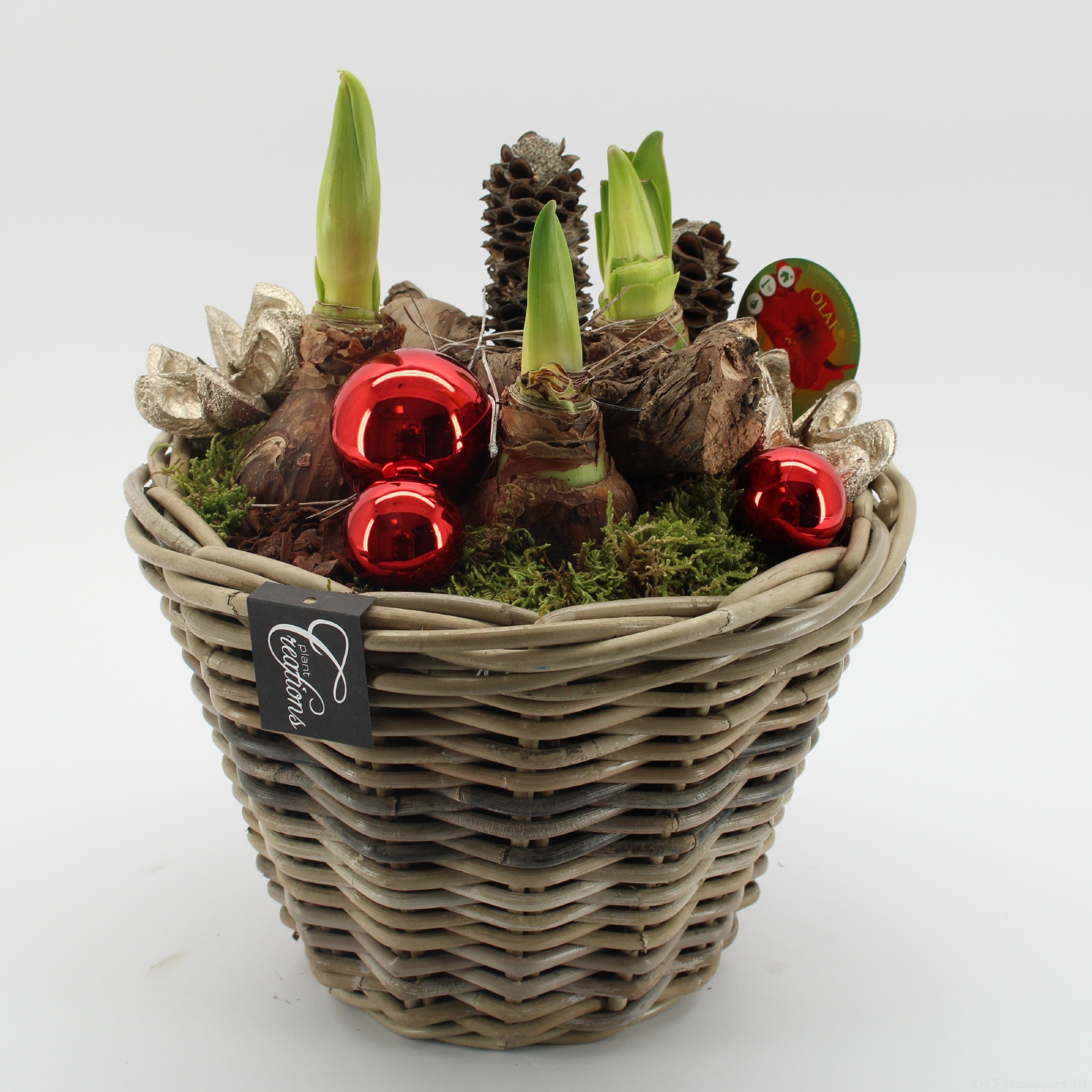 HICR-2527R Kerst Amaryllis, D 29 cm