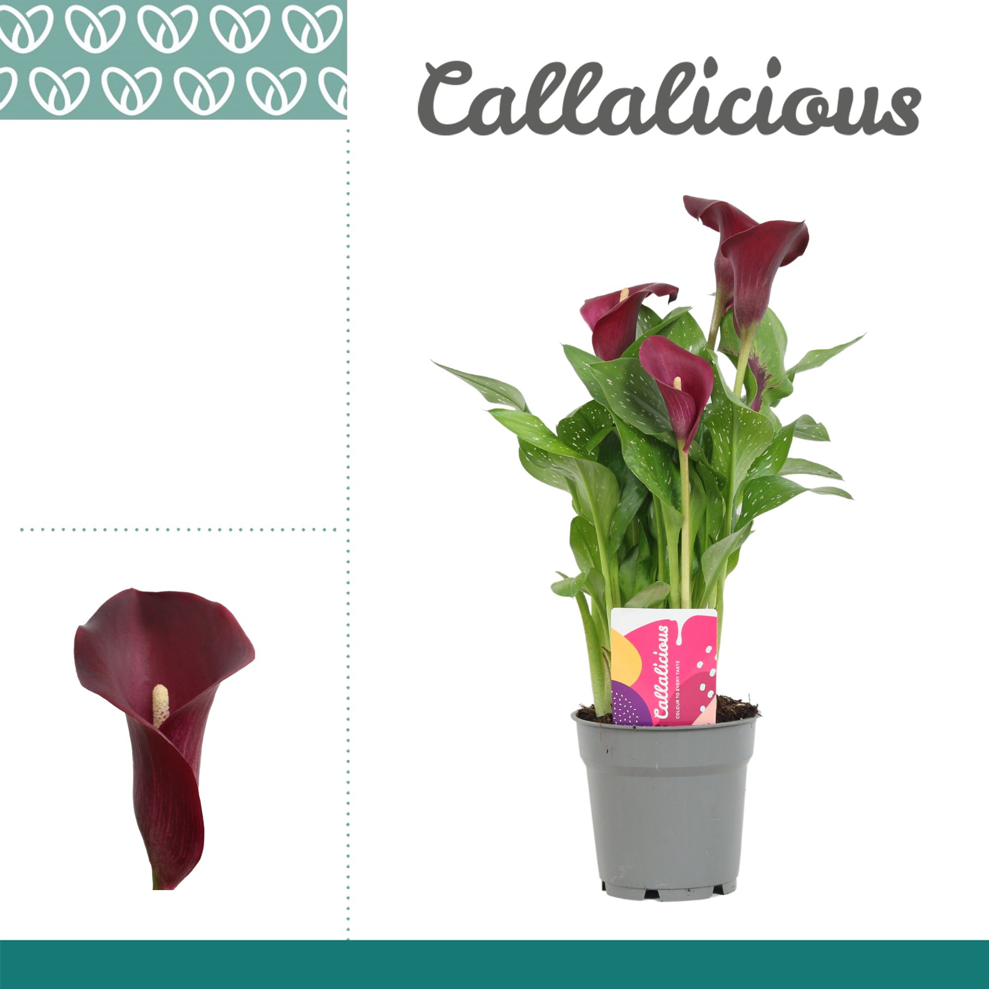 Zantedeschia (Calla) Bordeaux Rood, D 12