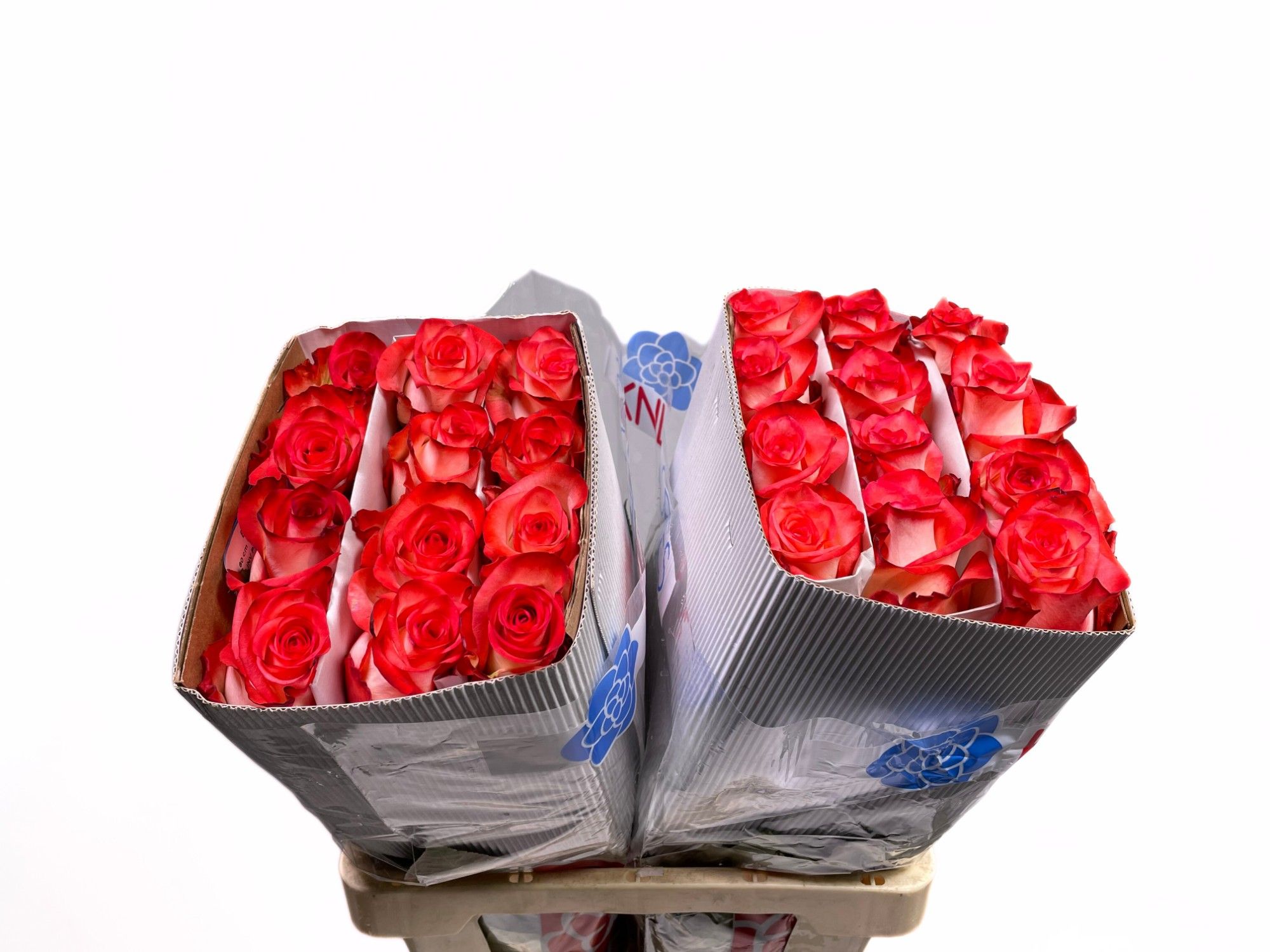 Роза од. Игуана 60, шт.