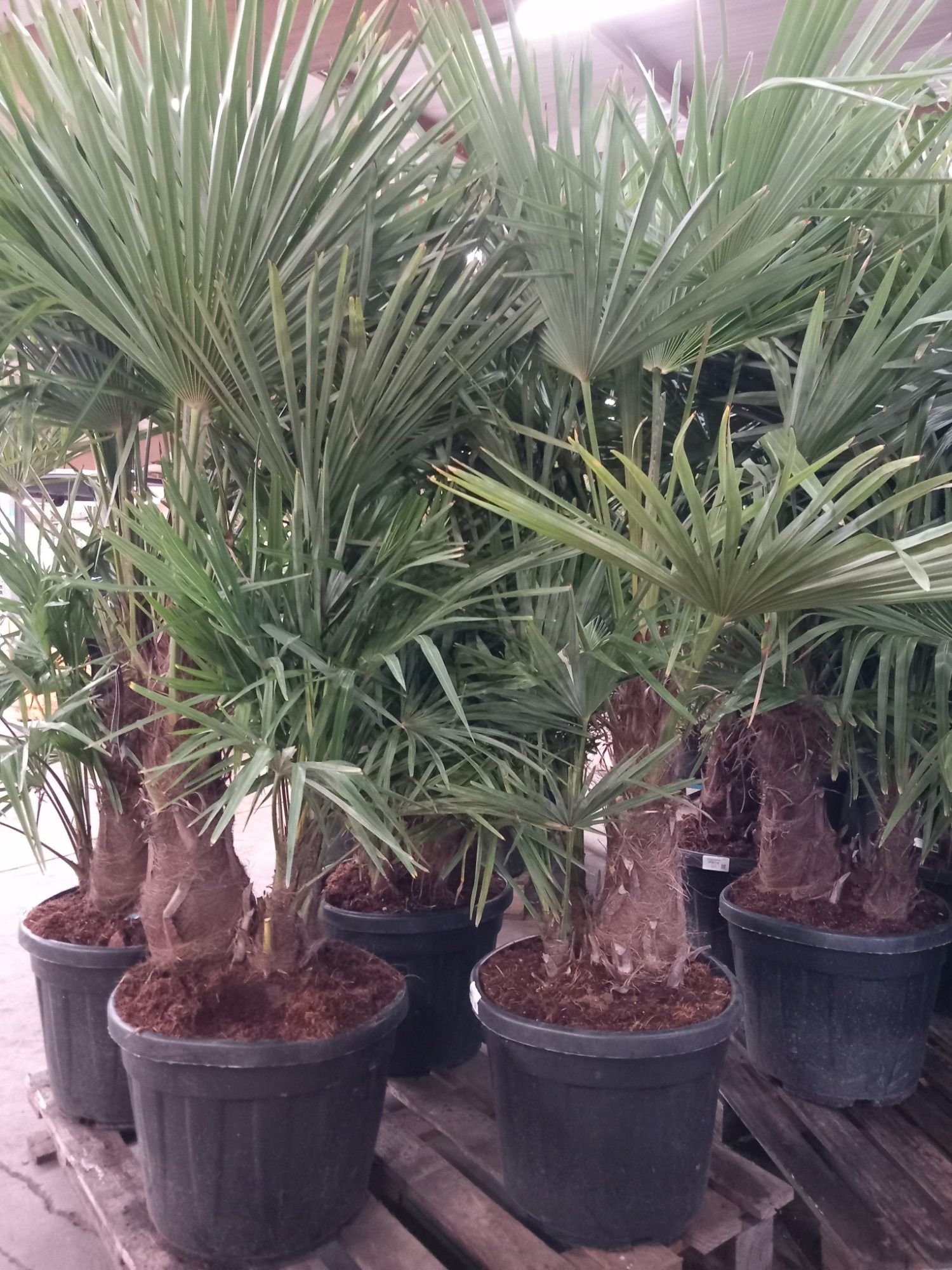 Trachycarpus fortunei, D 40