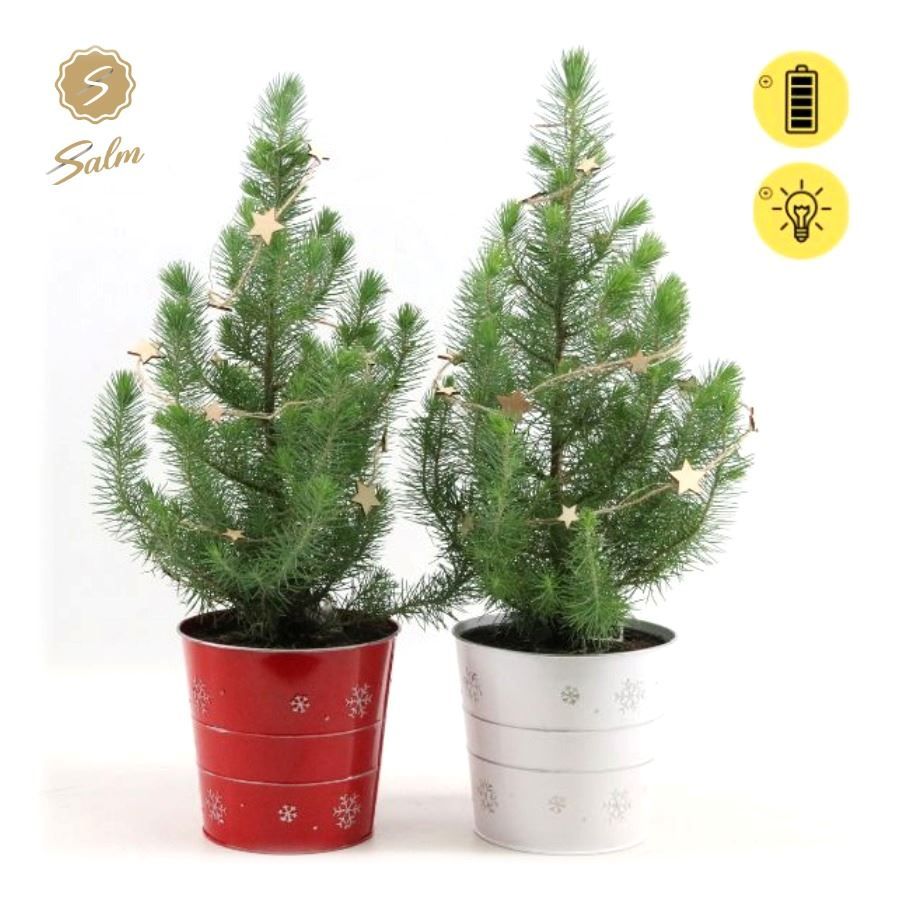 Pinus pinea 'Silver Crest' P17 in Zinc X-mas Duo + Starlight, D 19 cm