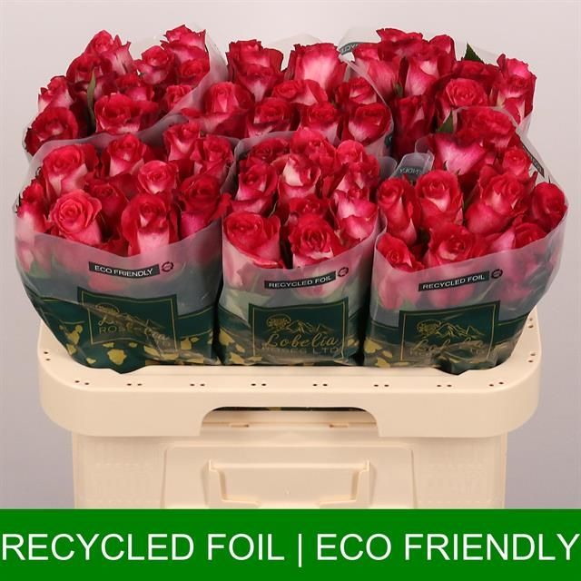 Роза од. Николетта 60, шт.