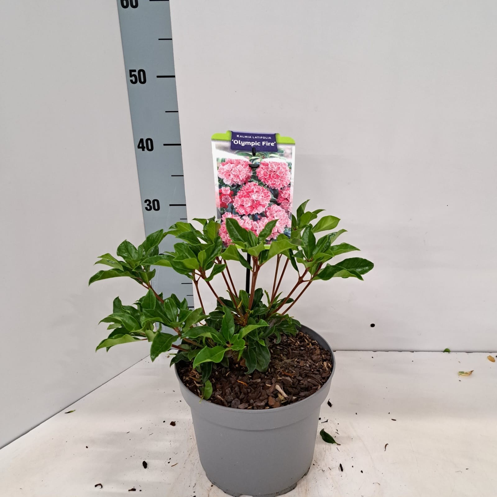 Kalmia lat. 'Olympic Fire', D 21