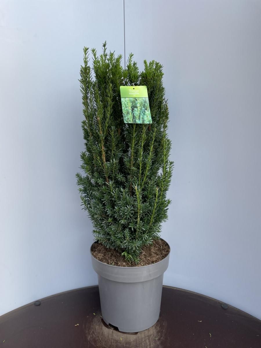 Taxus media 'Hillii', D 32