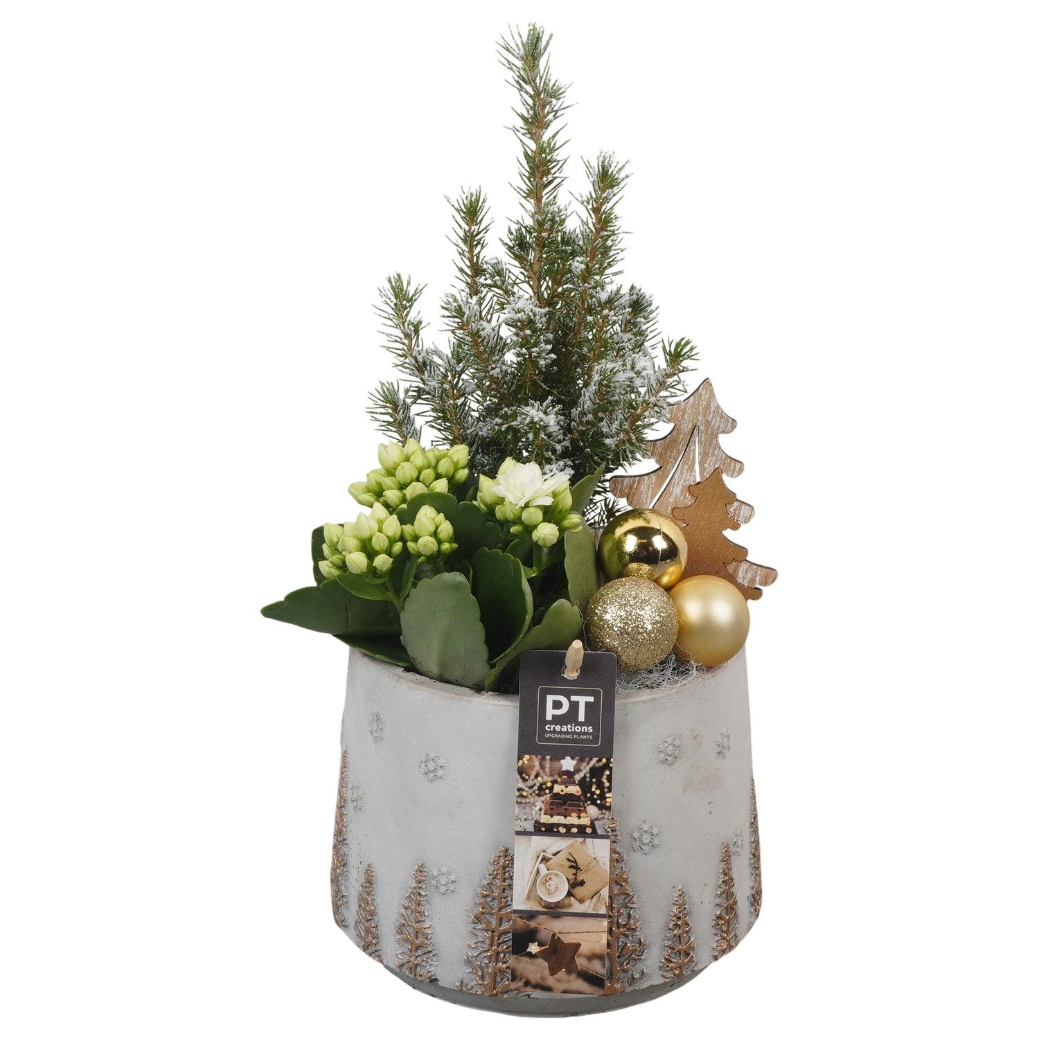PTCHG5642 Arrangement Christmas Gold in beton pot, D 15 cm