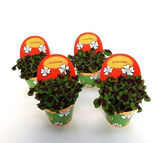 Oxalis deppei Geluk Engels, D 9