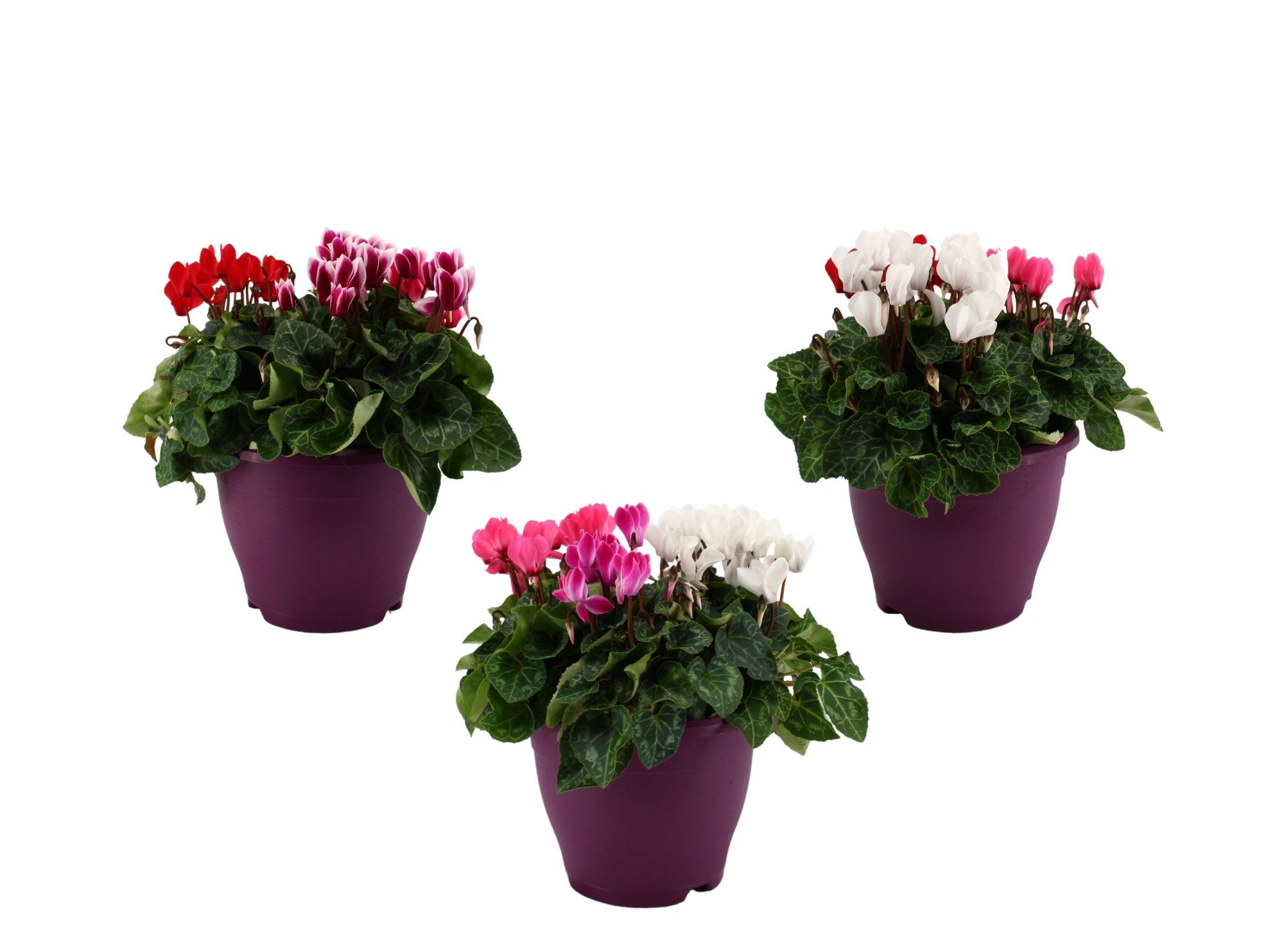 Cyclamen karnaval in 19 cm terras pot, D 19 cm Cyclamen karnaval in 19 cm terras pot, D 19 cm