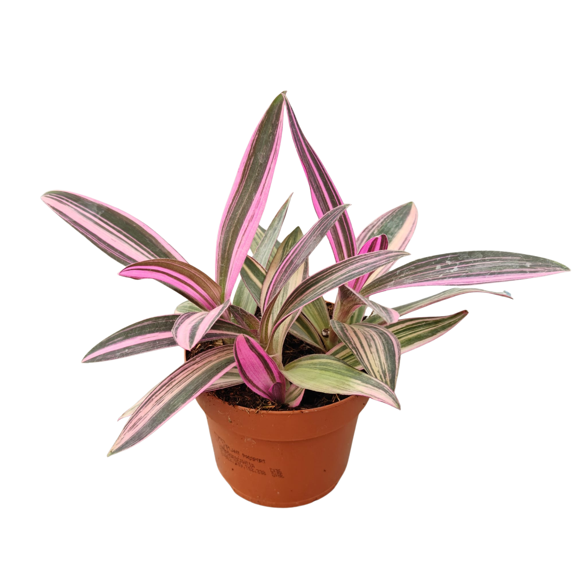 Tradescantia Pallida 'Pink Stripe', D 12
