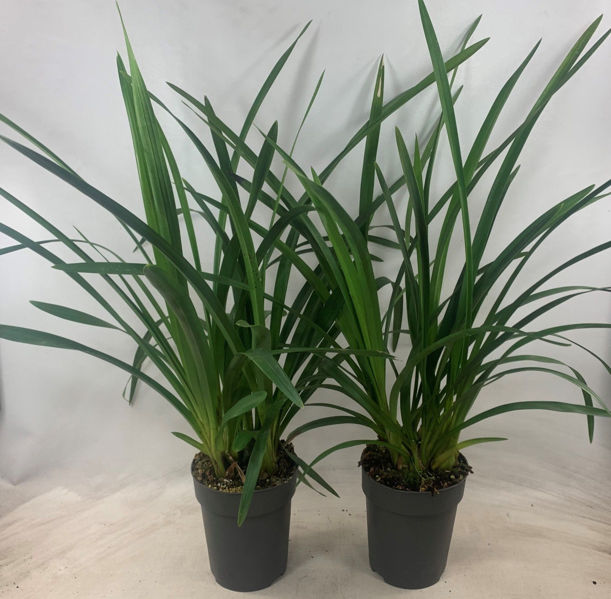 Cymbidium zonder tak, D 14 cm