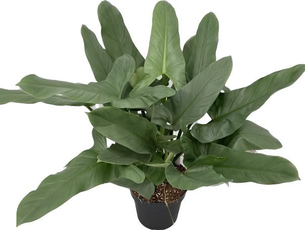 Philodendron "Silver Queen", D 24