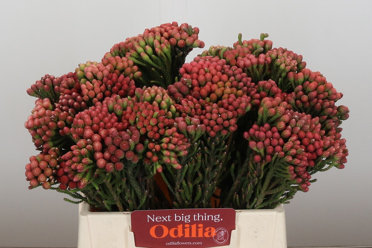 Бруния Лаевис Рэд 40, шт.