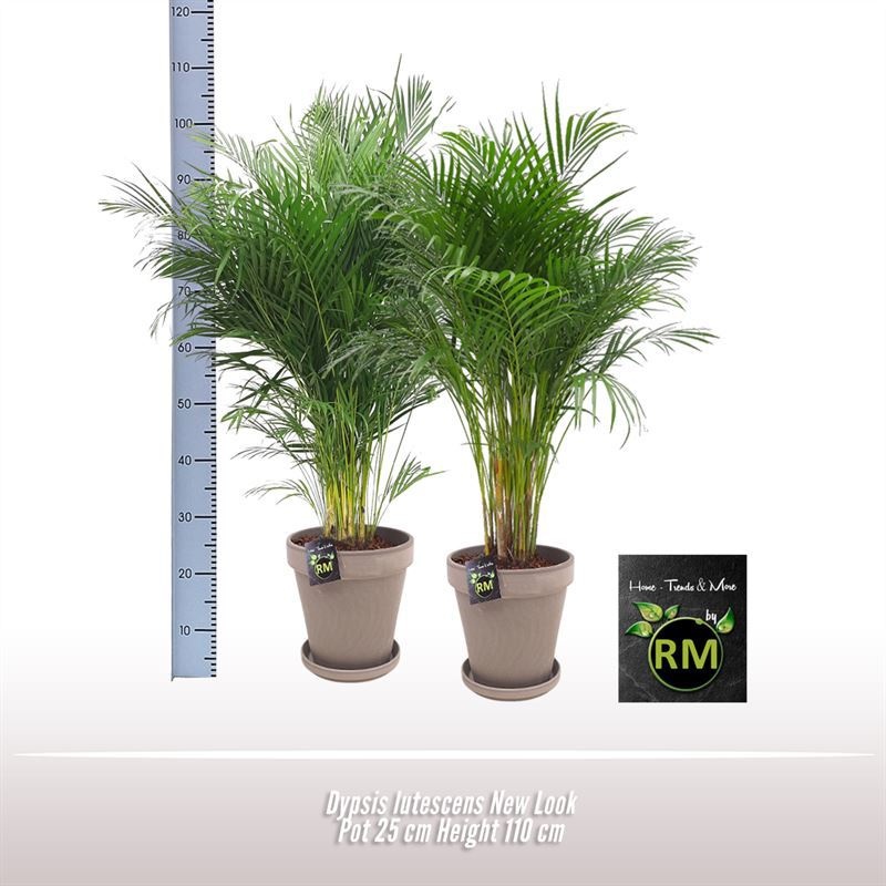 Dypsis lutescens New Look, D 25 cm Dypsis lutescens New Look, D 25 cm