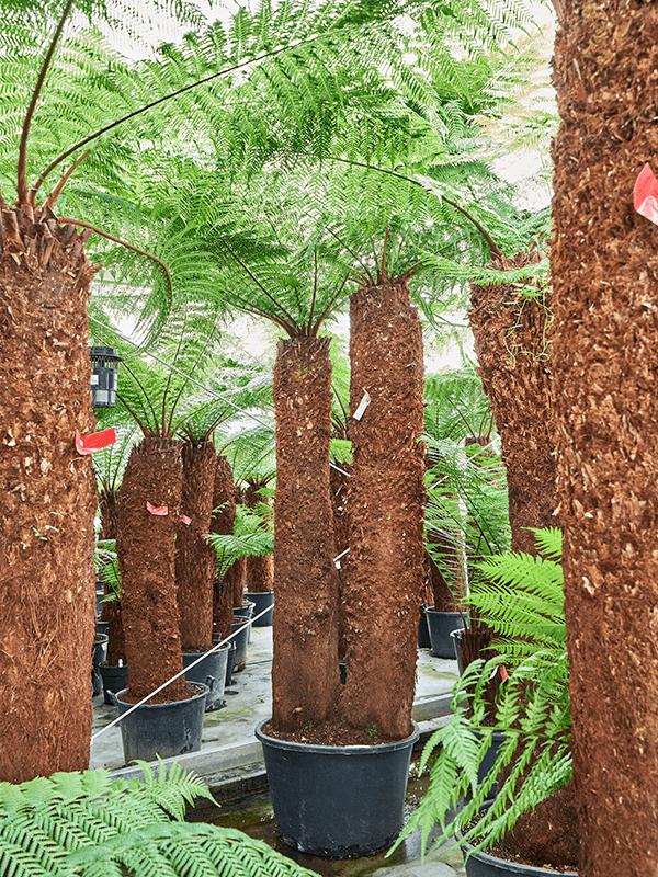 Dicksonia antarctica, D 80