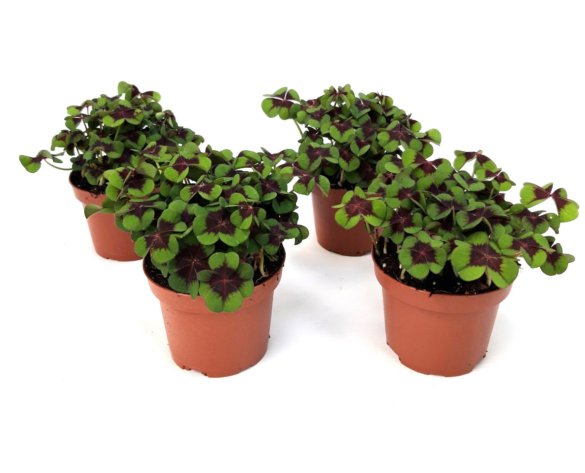 Oxalis deppei 9 zonder, D 9