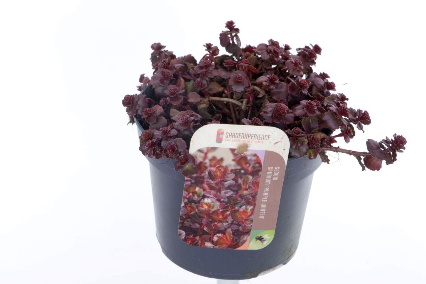 Sedum spurium Purple winter, D 13