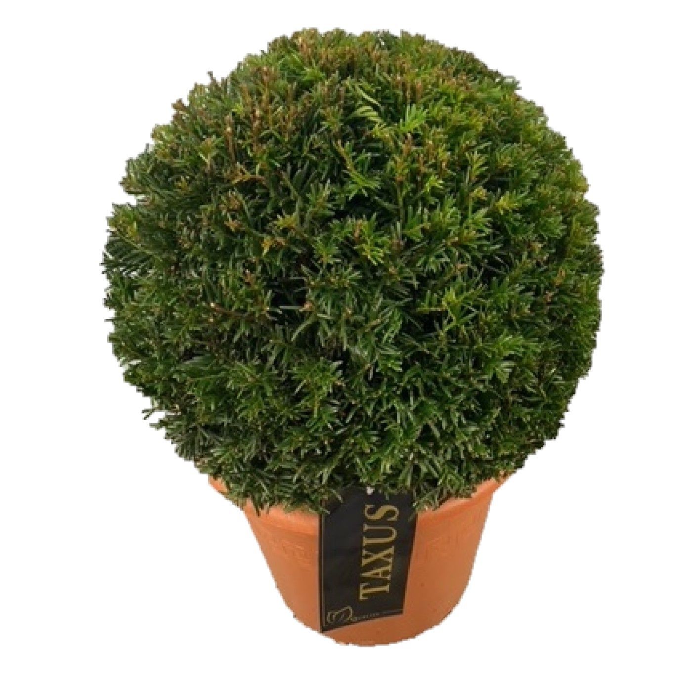 Taxus baccata Bol p26 (th) 35-40 ©, D 26