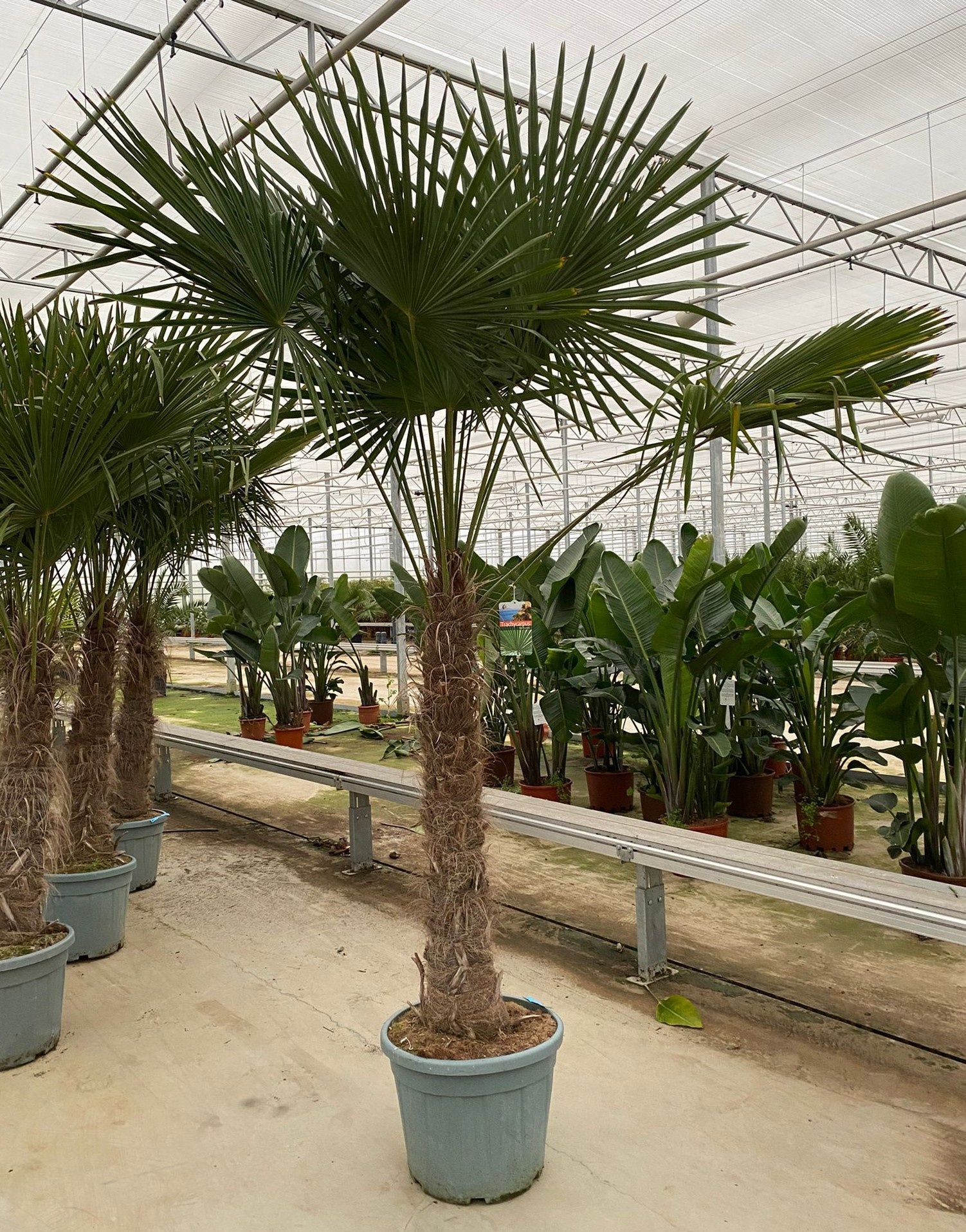 Trachycarpus fortunei, D 55