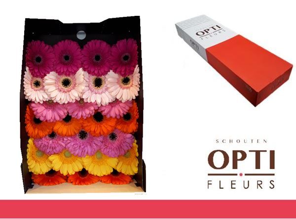 Гербера Микс в линию x50, шт.