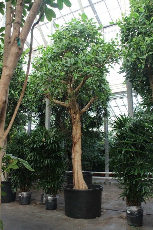 Ficus Benghalensis, D 120