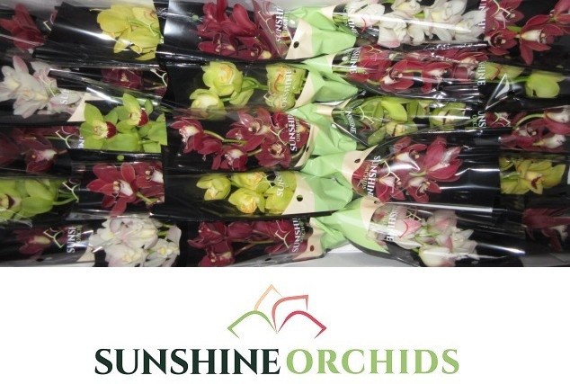 Цимбидиум мини Микс x25 30, шт.