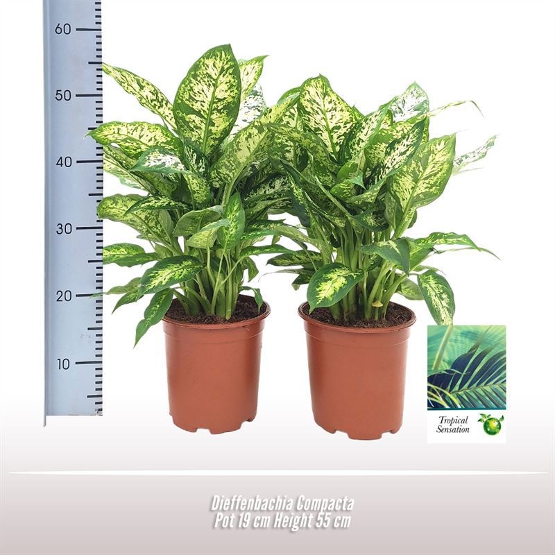 Dieffenbachia Compacta, D 19