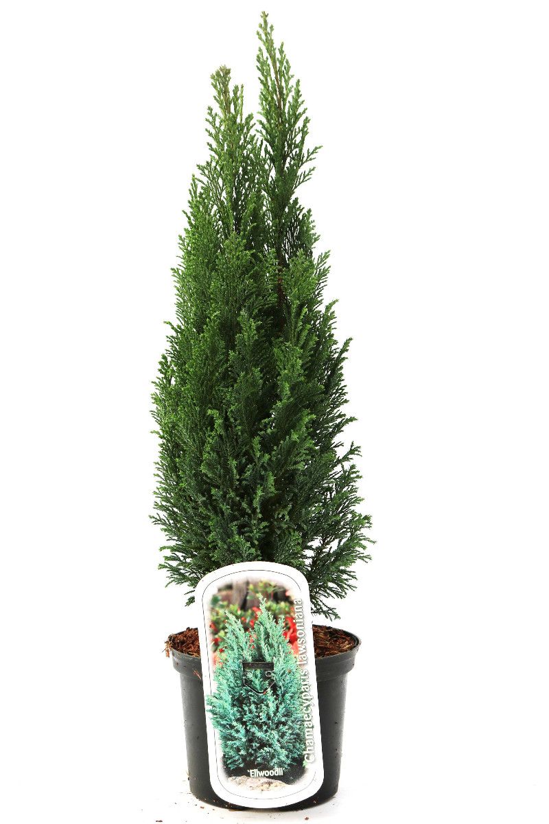 Chamaecyparis lawsoniana 'Ellwoodii', D 17 cm