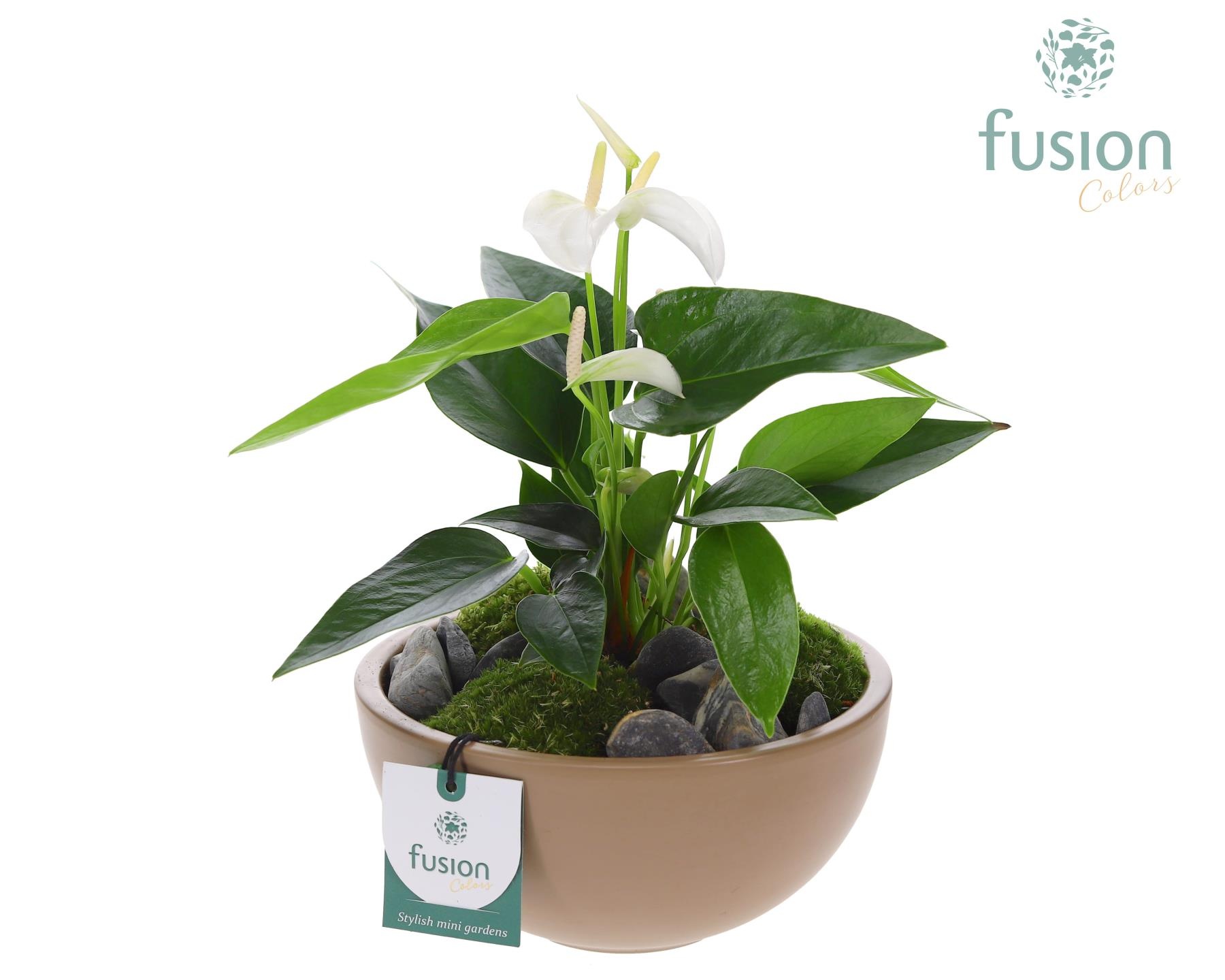 Schaal keramiek Moon Medium blush pink met Anthurium, D 18